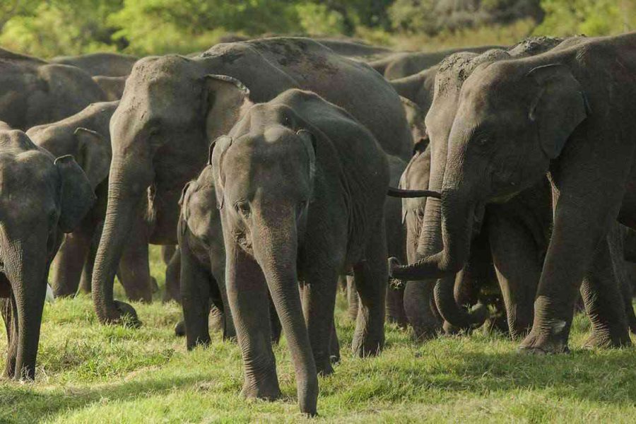 Elephant-Orphanage-at-Pinnawala1