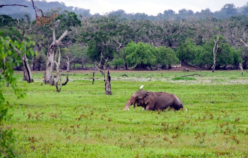 Sri Lanka: 7-Day Off-The-Beaten Path Tour