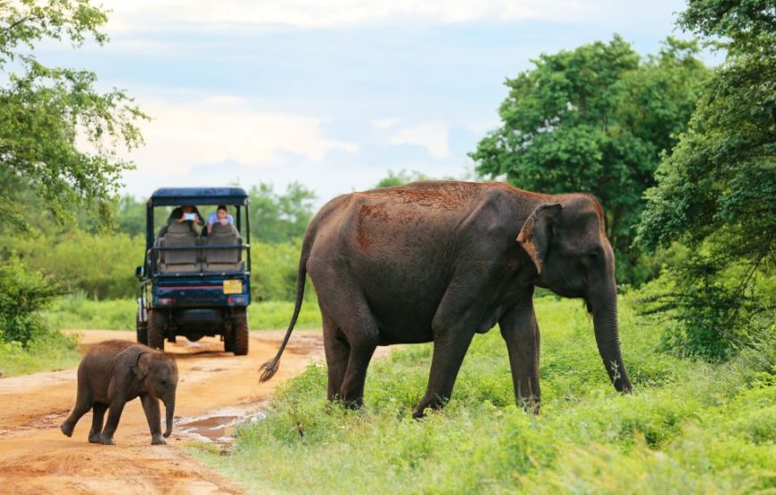 Sri Lanka: 5 Days Multi City Sightseeing Tour