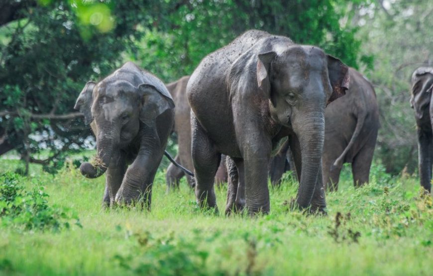 Colombo: 3-Day Cultural Triangle 5 UNESCO Heritage Site Tour